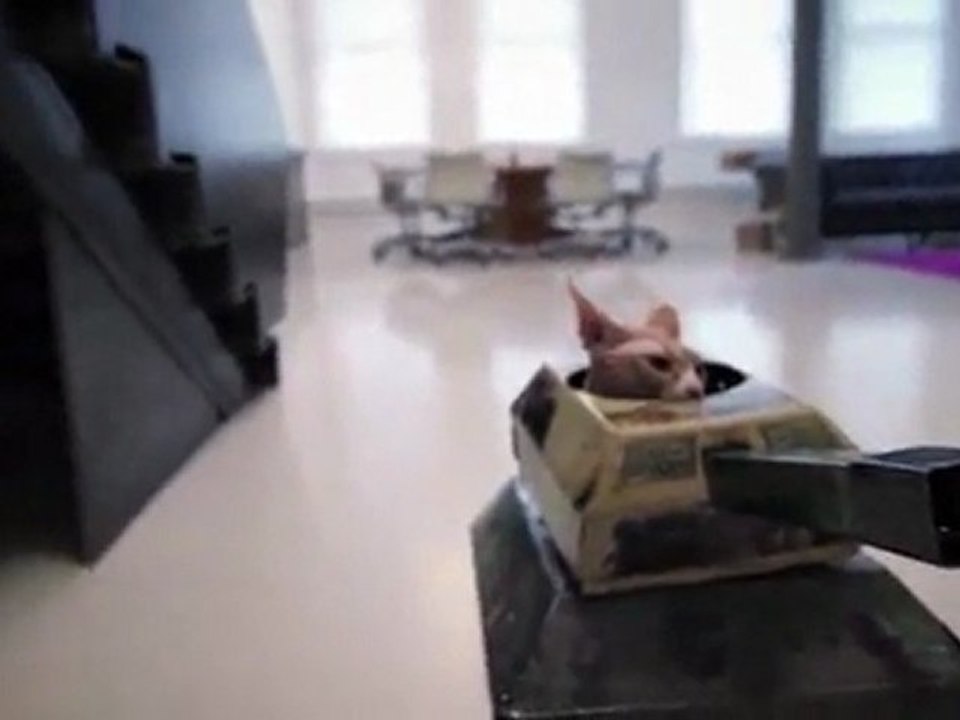 Un gatto sul carro armato: si salvi chi può!