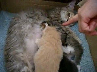 ptit chaton parisien le guerrier!