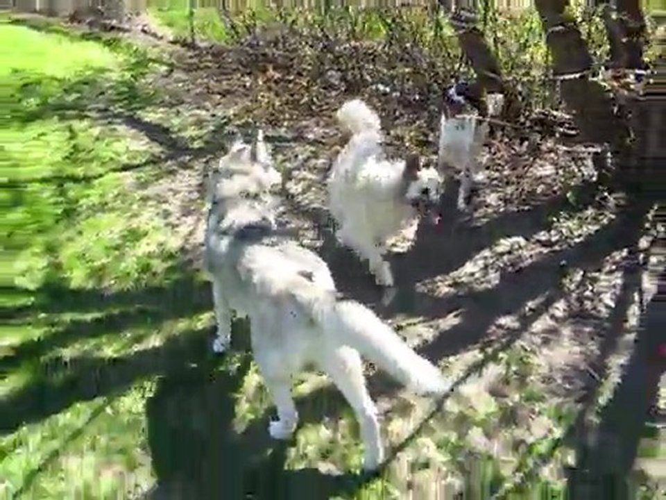 Cash et les huskies