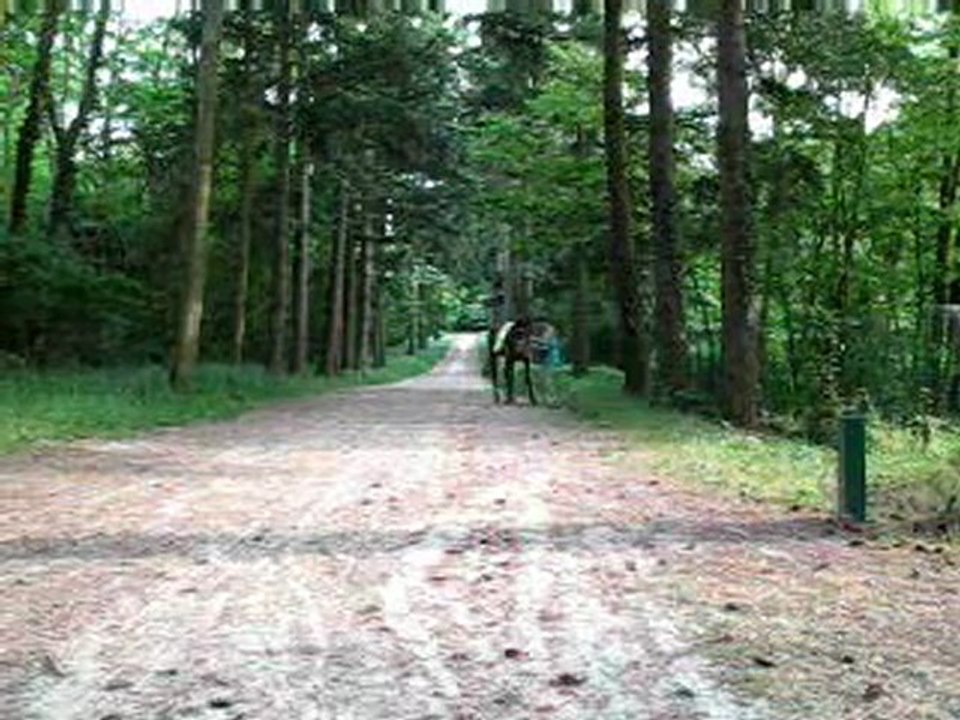 05.11 DL en forêt
