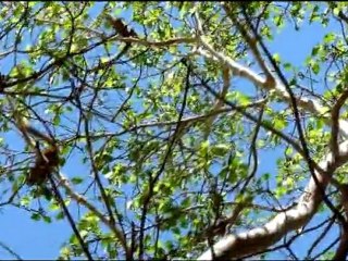 Lémuriens le long de la Tsiribihina