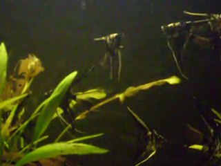 SİYAH TÜL MARBLE MELEKLERİM