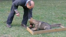 entreno de caja