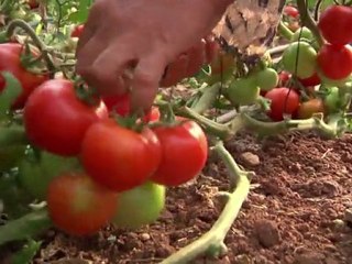 Arabic-Web-Les palestiniens attendent beaucoup de l'UE