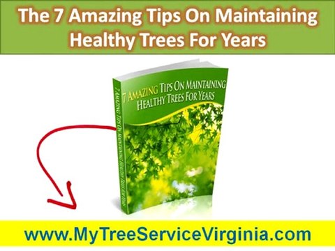 Tree Service Company Harrisonburg VA|Why hire an arborist