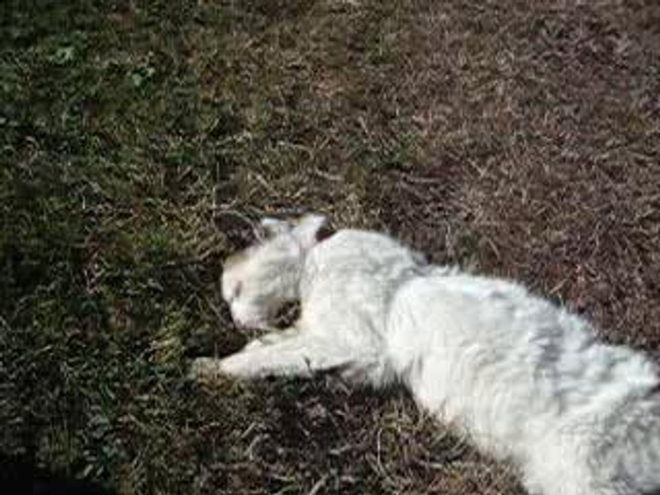 Un chat très calin!