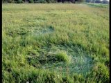 Crop Circles.11.05.2011