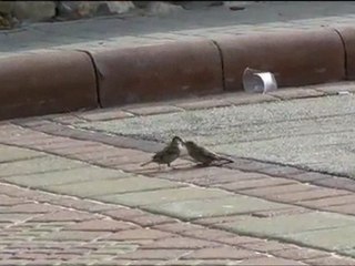 Maternal care (Sparrows)