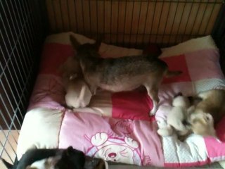 Mes BB chihuahuas et leur maman