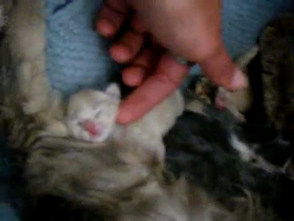 alice et ses chatons
