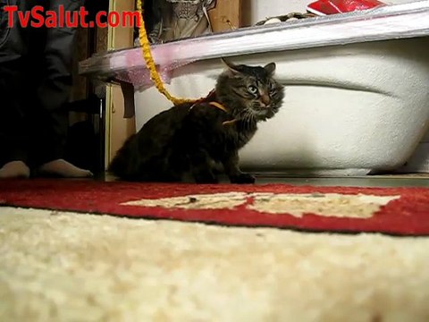 Ленивый кот