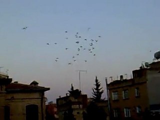 Kilise Arasında Uçan Filo Kuşlarım 🕊️