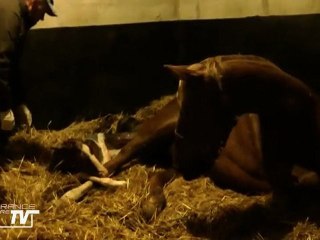 Poulinage en direct du Haras national du Lion d'Angers