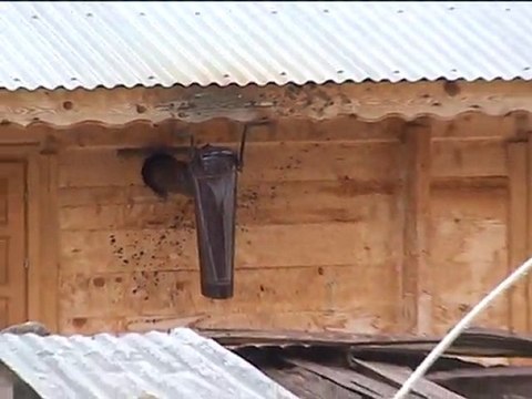 çamlıhemşin kavrun yaylası çiğ 10/05/ 2011