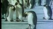 Canlilarda fedakarlik penguenlerdeki sabir ve ozveri