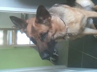 Ma chienne Feria qui écoute le lion