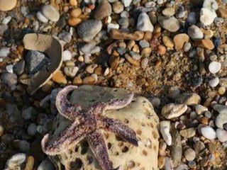 avril 2011 vendée flora