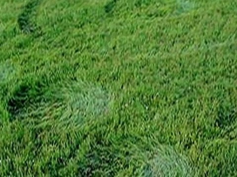 Crop Circles 2011 Hoeven, Netherlands 9-May-2011