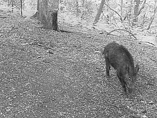 sanglier au lever du jour