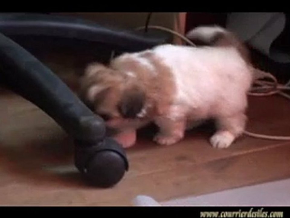 chiots avril 2011 avec Butty