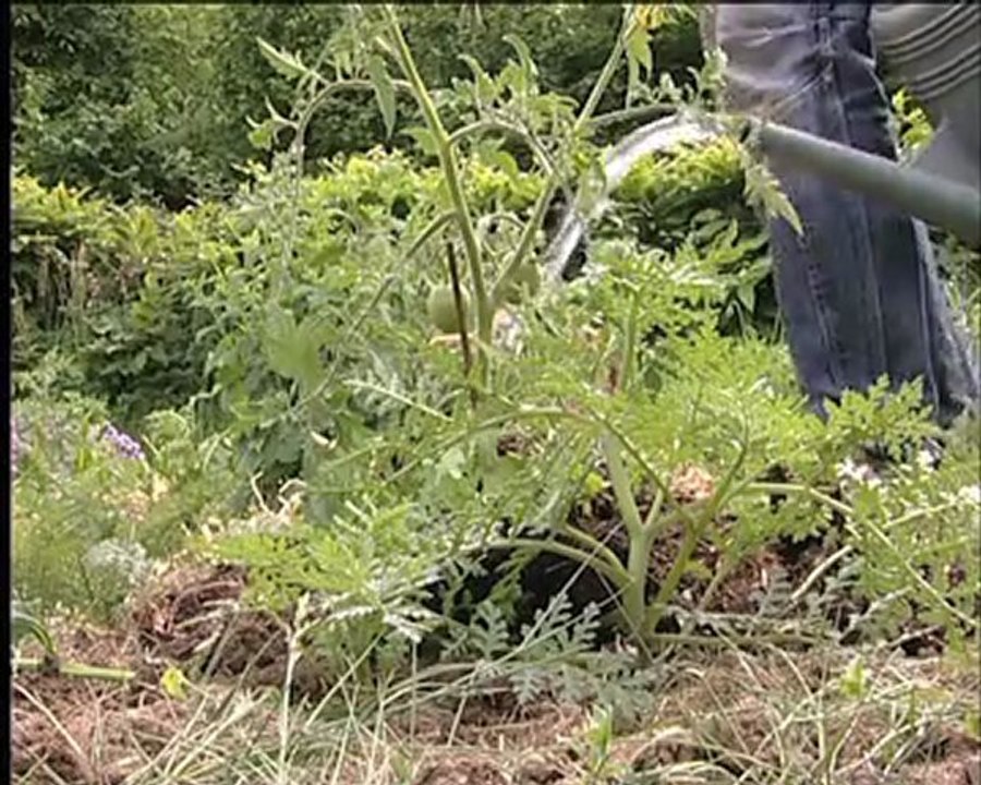 plantation tomate cpie sevre et bocage