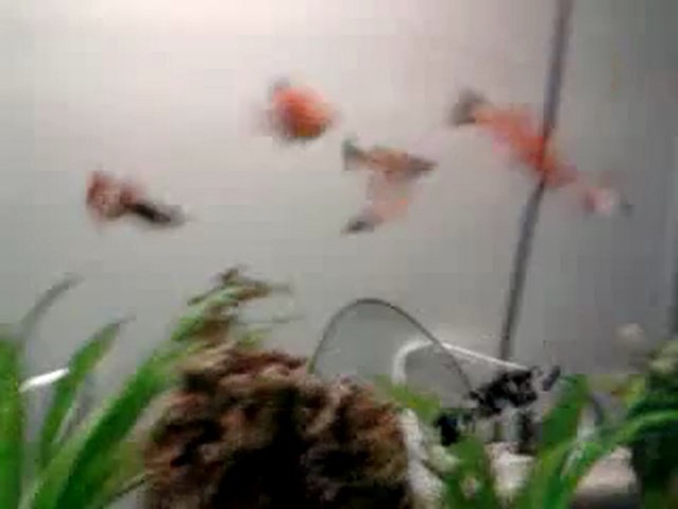 Video0007