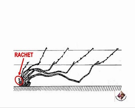 Présentation de la taille de la vigne en Chablis - Champagne