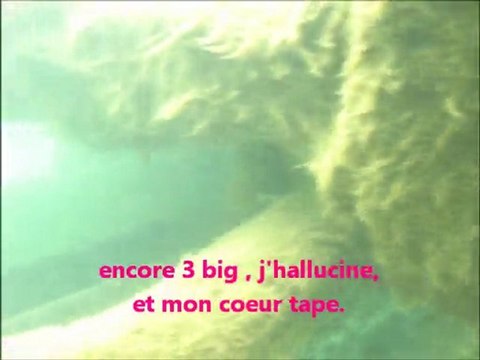 silures sous l'eau dans l'hérault dans le milieux naturel en apnée en vidéo