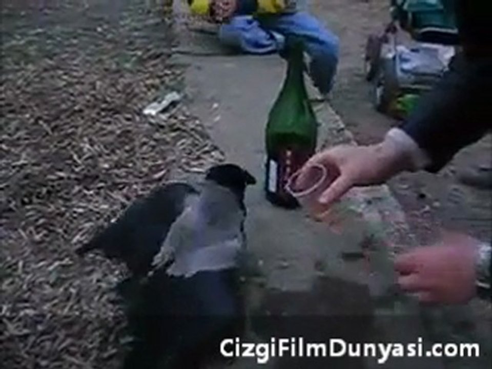 KARGA votka içerse