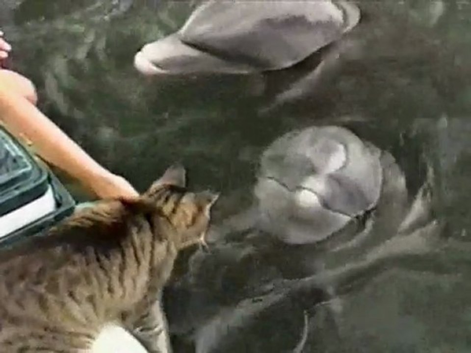 L'amitié entre un chat et des dauphins...