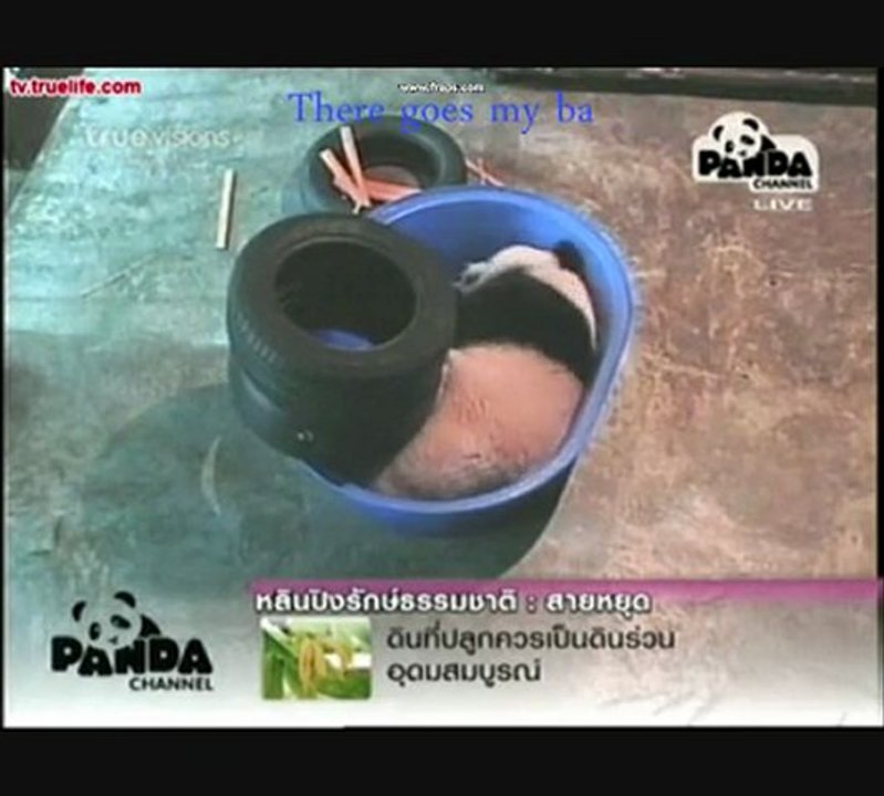 PANDA LinPing-Crazy Little Thing Call PING[2]10.5.11