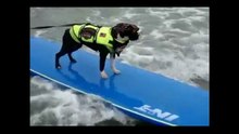 Tecnicas Para Educar a un Perro