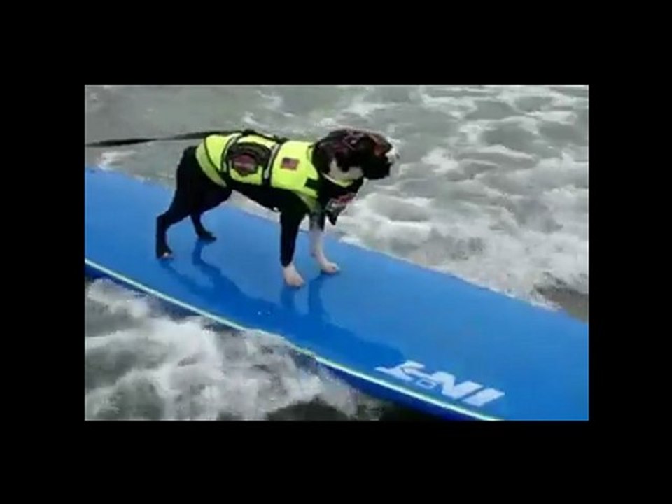 Tecnicas Para Educar a un Perro
