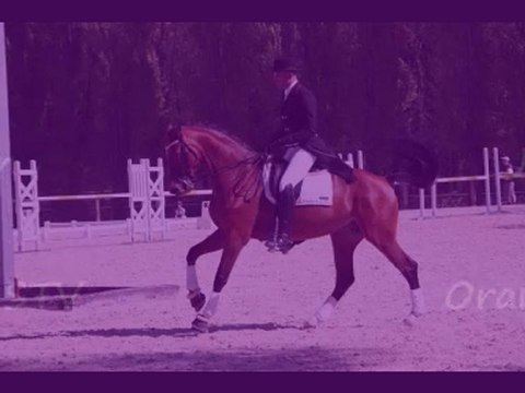 Warona L - 2003 - Jument KWPN - Orame x Juniors STV à vendre