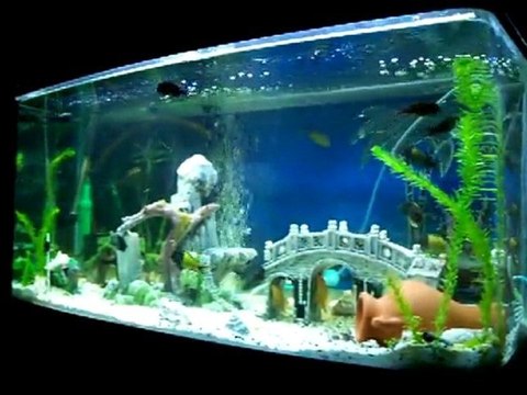 Tropheus ikola - Lokman KOÇ