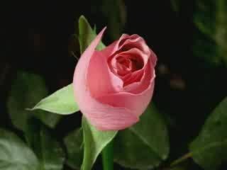 LE LANGAGE DES FLEURS