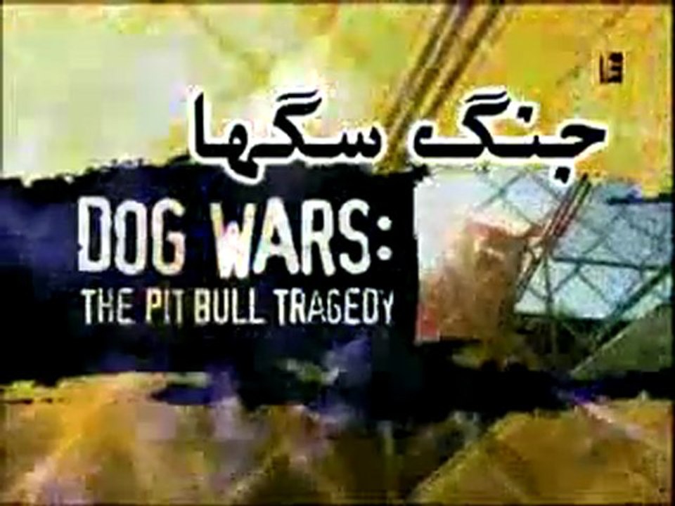 PIT BULL-
