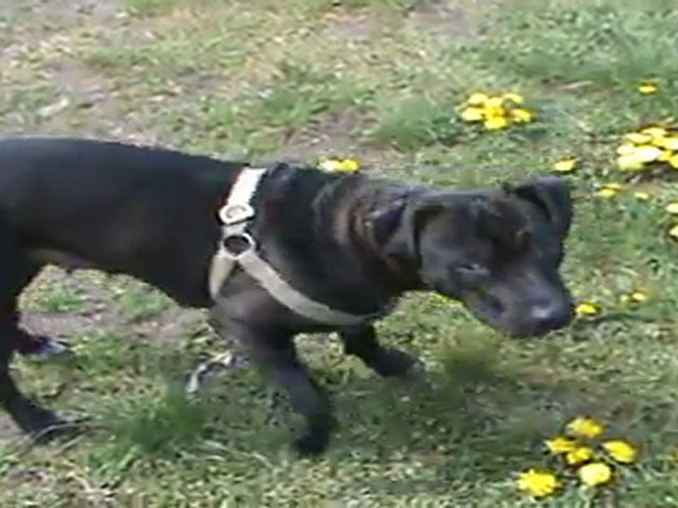 TVG-9 Czy Po Kibolach Przyjdzie Kolej na Amstaffy?