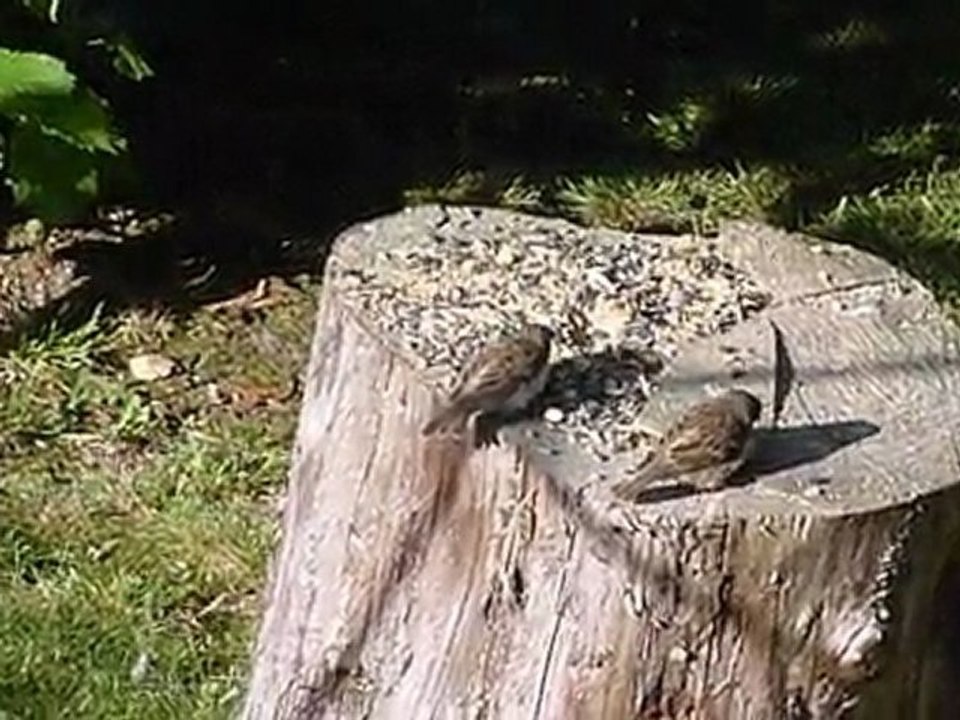 Jeunes moineaux apprenant à picorer les graines et à recevoir la becquée du papa (mâle).