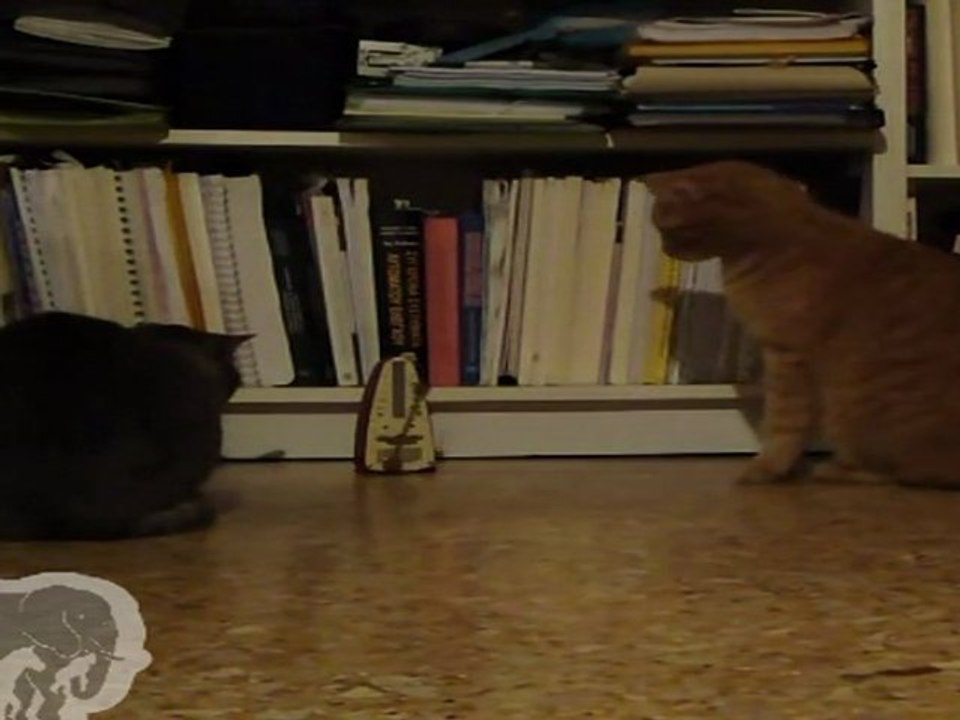 Chat et métronome