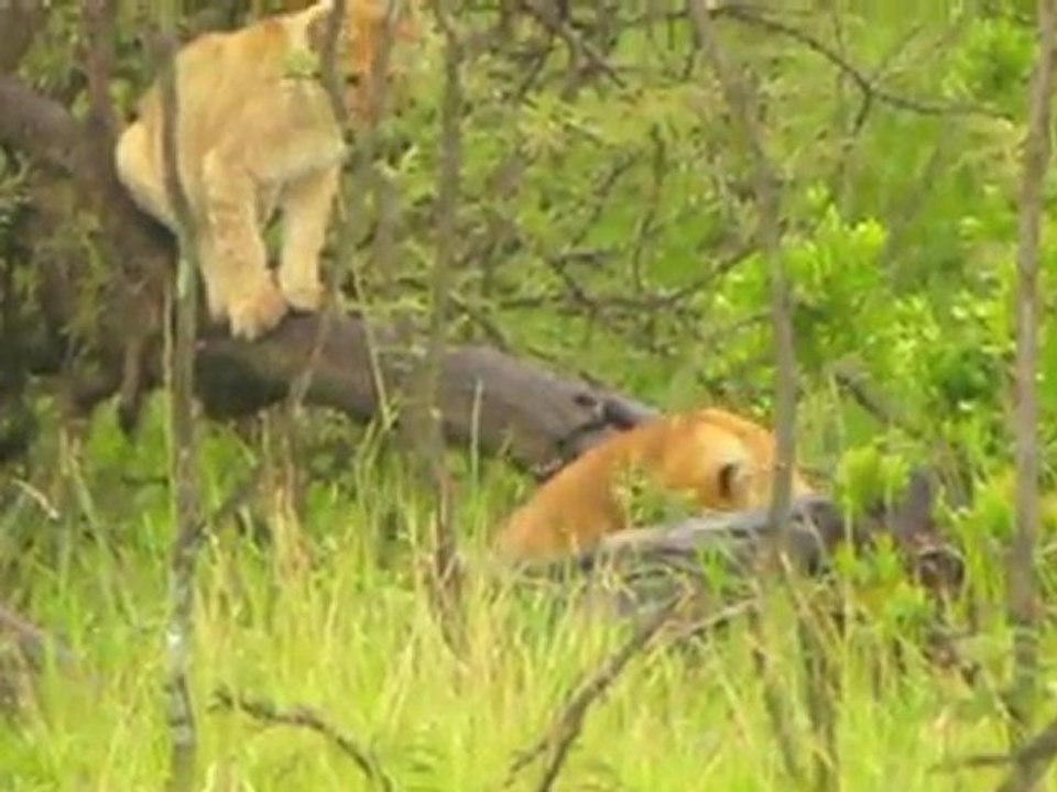 SHOW Time in the Mara - Playful Lion Cubs