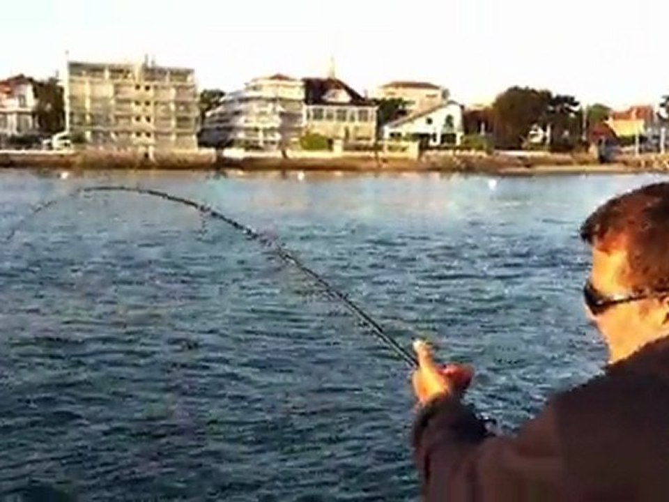 maigre du bassin d'arcachon par bruno meyrat