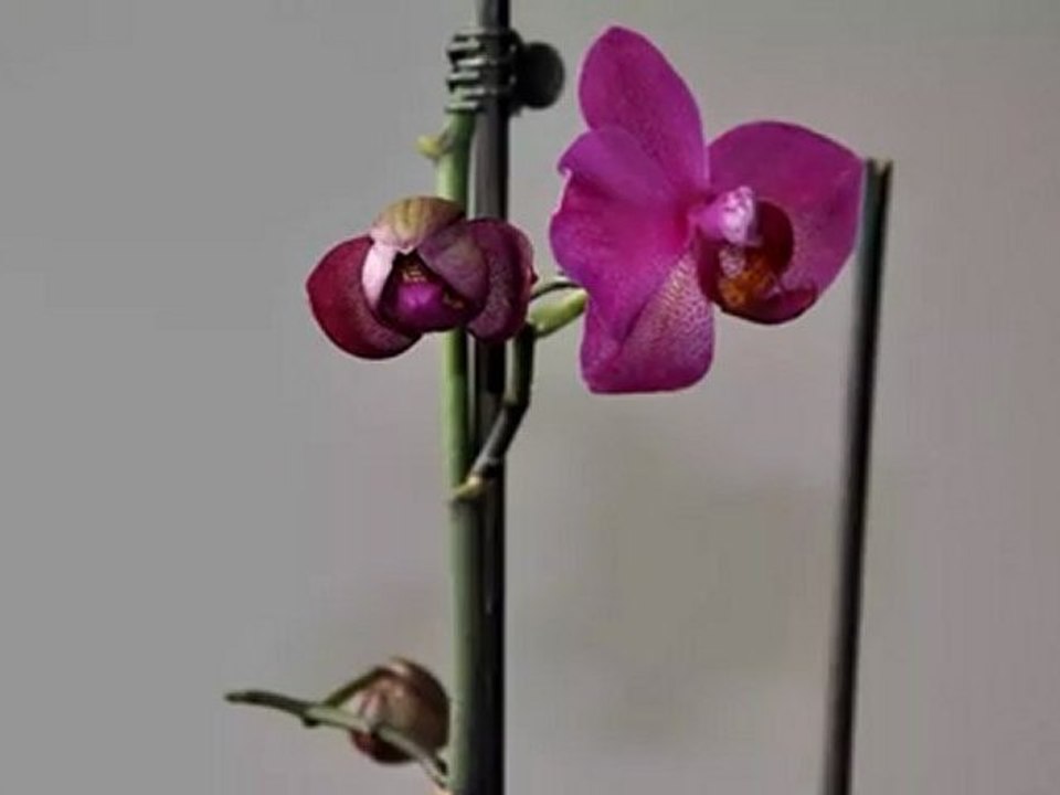 Timelapse d'orchidée