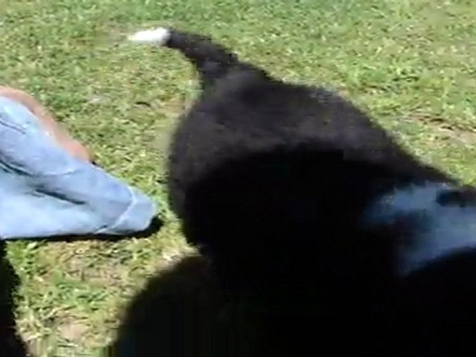 Guiness superglue 4 semaines