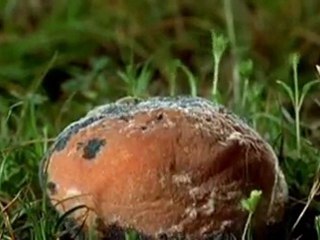 LeAnn Rimes - The Rose... tncy