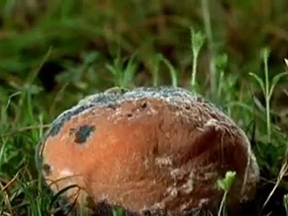 LeAnn Rimes - The Rose... tncy