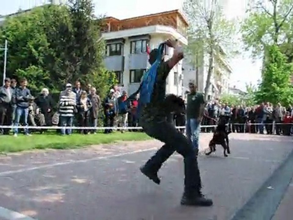 köpek gösterisi 1
