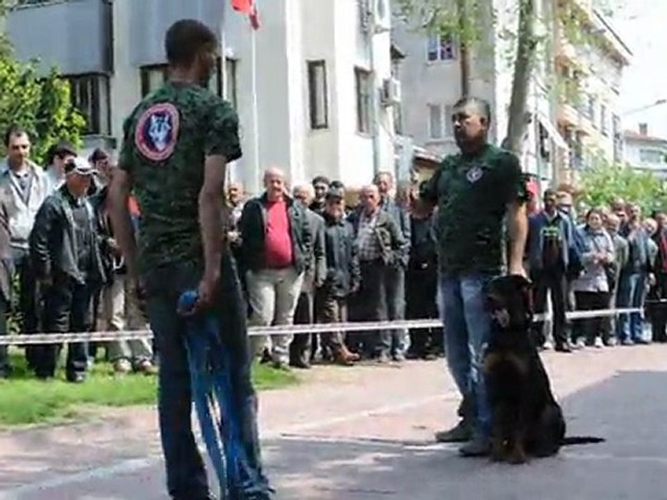 köpek gösterisi 3