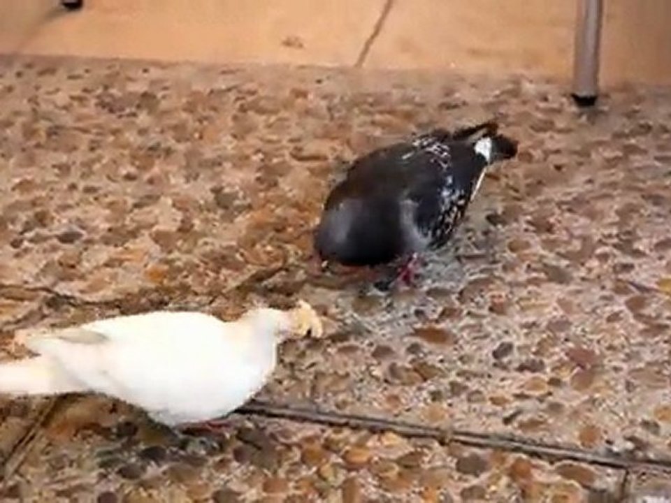 TVCAPU-foot-pigeons-vidéo andré durand..montpellier