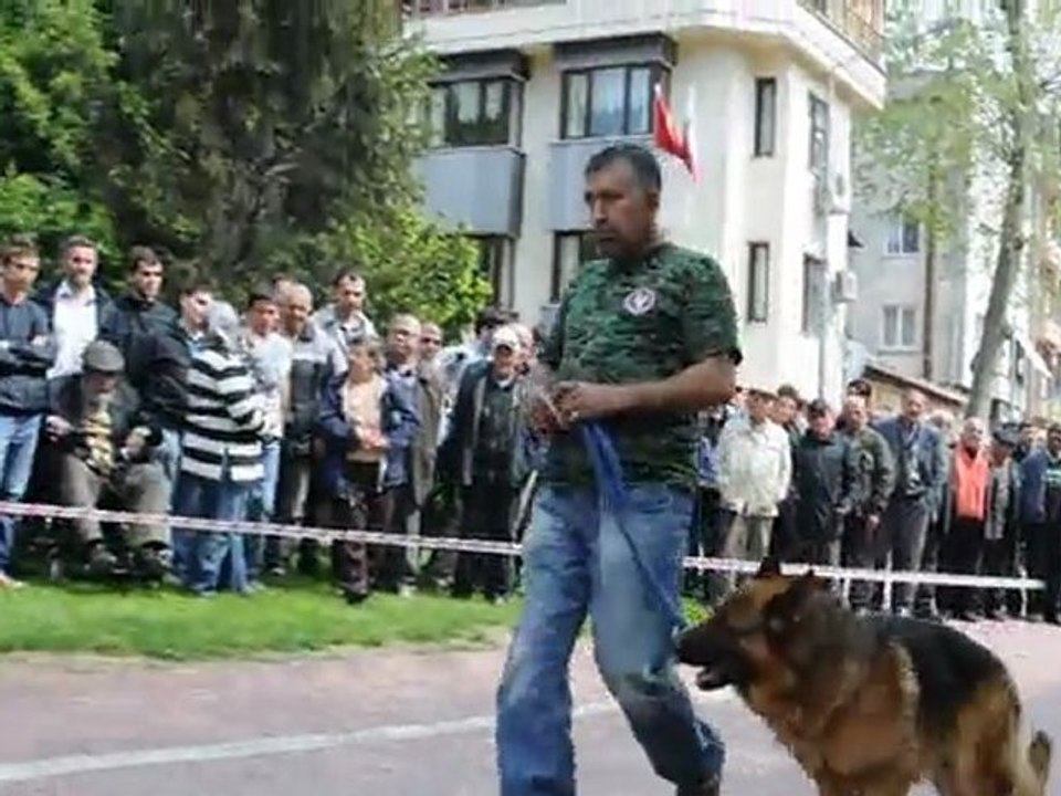 köpek gösterisi 4